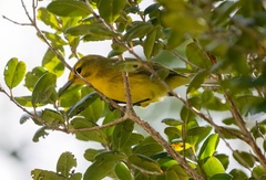 Setophaga vitellina vitellina