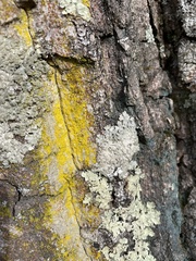 Chrysothrix xanthina