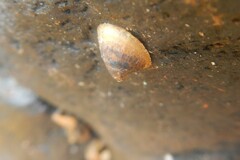 Ancylus fluviatilis