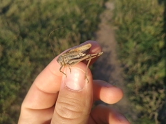 Platycleis albopunctata