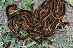 Malacosoma franconicum