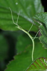 Clonopsis gallica
