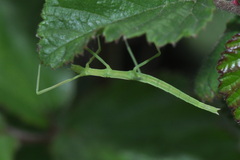 Clonopsis gallica
