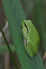 Hyla meridionalis