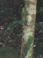 Agamidae