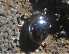 Agathidium