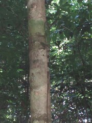 Agamidae