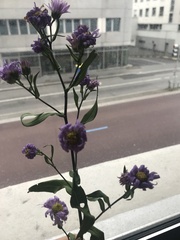 Angiospermae