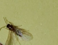 Brachymyrmex patagonicus