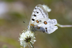 Parnassius apollo graslini