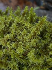 Racomitrium elongatum