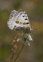 Parnassius apollo graslini