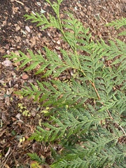 Thuja