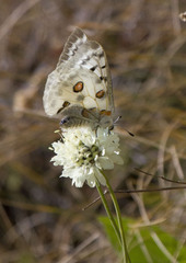 Parnassius apollo graslini