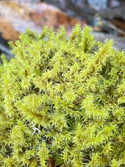 Racomitrium elongatum