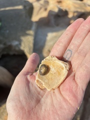 Siphonaria naufragum