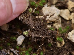 Selaginella peruviana