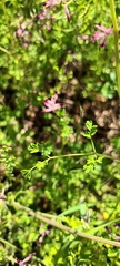 Fumaria