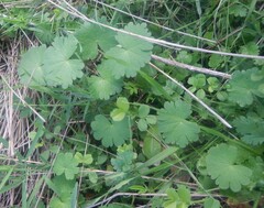 Geranium rotundifolium