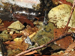 Catasticta cerberus