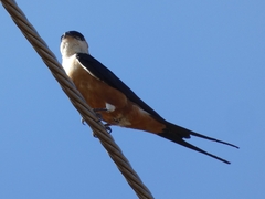 Cecropis senegalensis