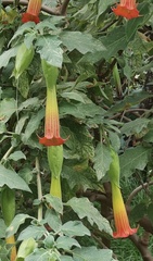 Brugmansia sanguinea