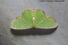 Argyrocosma inductaria