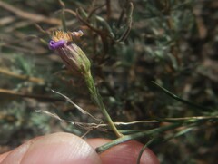 Galatella aragonensis