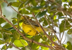 Setophaga vitellina vitellina