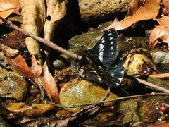 Catasticta cerberus