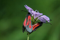 Zygaena nevadensis