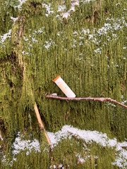 Plagiothecium laetum