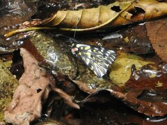 Catasticta cerberus