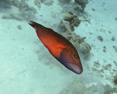 Oxycheilinus digramma