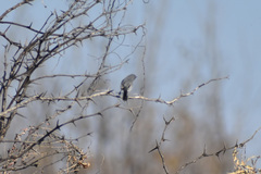 Polioptila