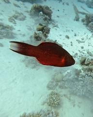 Oxycheilinus digramma