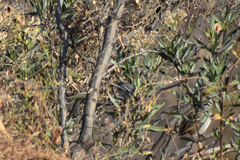 Polioptila