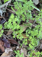 Chaerophyllum tainturieri