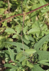 Angelica venenosa