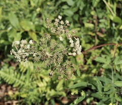 Angelica venenosa