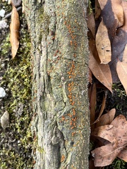 Amphilogia gyrosa