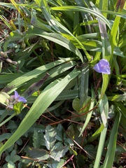 Tradescantia
