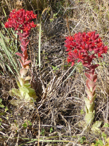 Prometheum sempervivoides, photograph 2