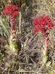 Prometheum sempervivoides