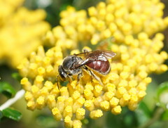 Parasphecodes