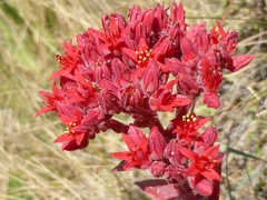 Prometheum sempervivoides