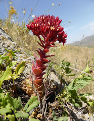 Prometheum sempervivoides