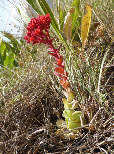 Prometheum sempervivoides