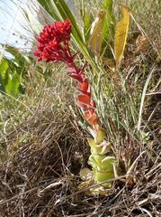 Prometheum sempervivoides