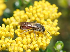 Parasphecodes